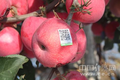 追溯码查询入口