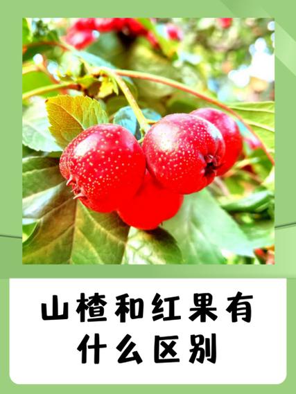 电脑看红果