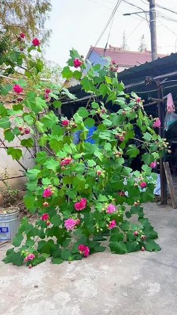 芙蓉花用多大的盆养最好