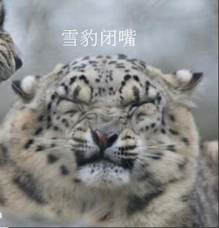 丁真和芝士雪豹的梗