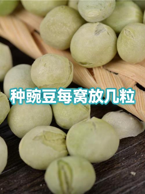 豌豆一窝种几粒
