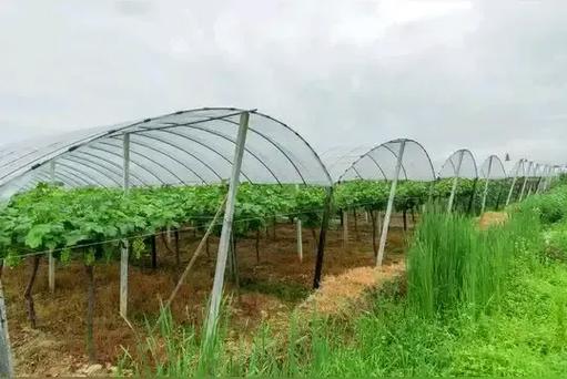 乡村日常怎么让奶牛出谷