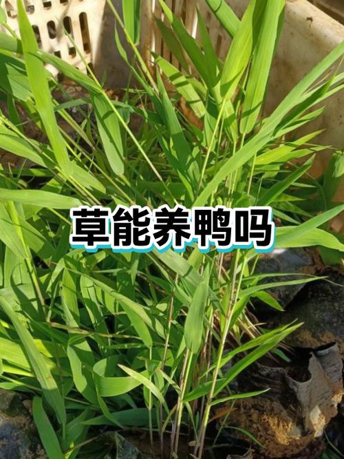 养鸭挣钱吗