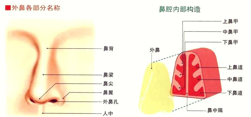 鼻子嗅觉不灵敏怎么办