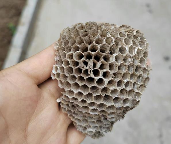 蜂巢和蜂窝的区别缩略图