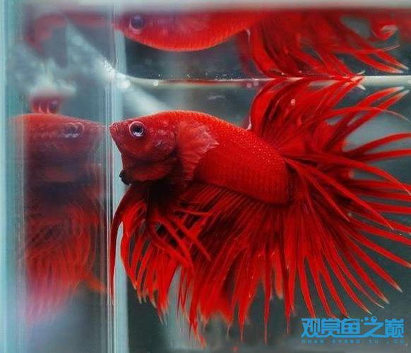 红狮王斗鱼