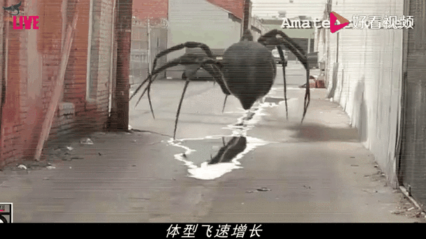 变异蜘蛛