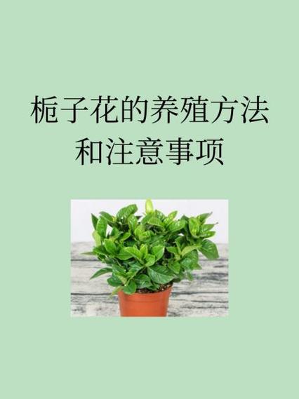 怎样养殖栀子花缩略图