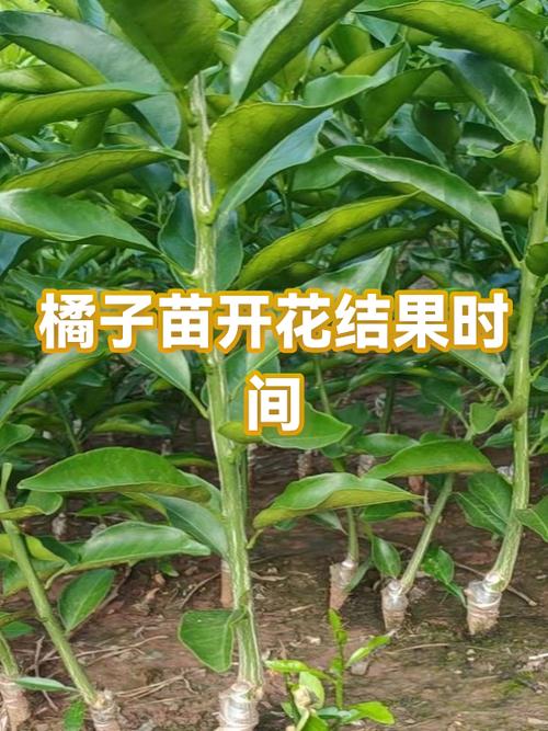 橘子开花结果时间截图