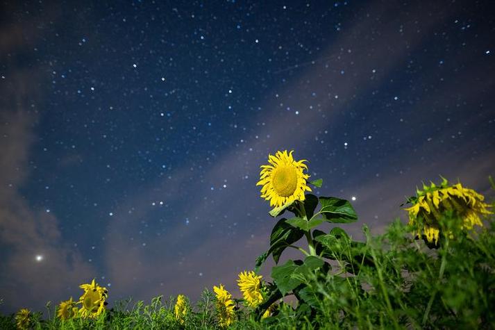 《向日葵在夜晚绽放》第一季免费观看全集