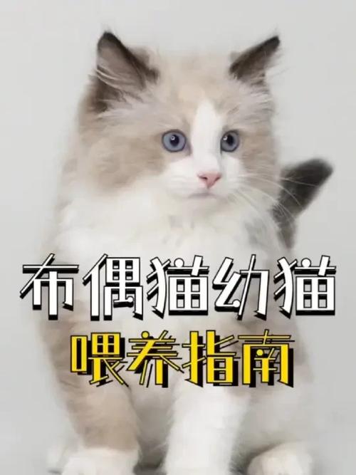 布偶猫放养还是笼子养