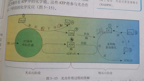 暗反应是什么能转化为什么能缩略图