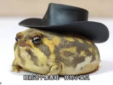 蛙总搞笑整蛊合集