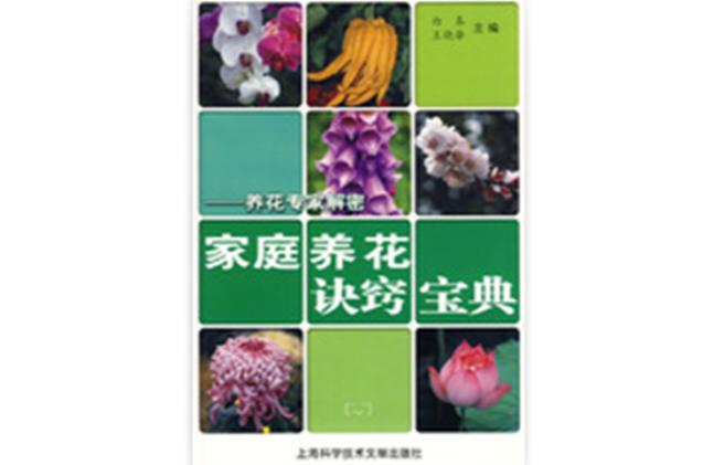 什么花最好养活