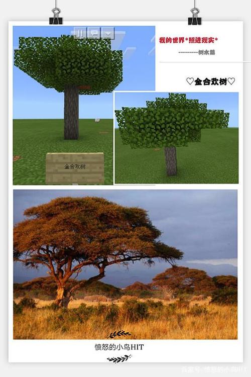 mc金合欢木