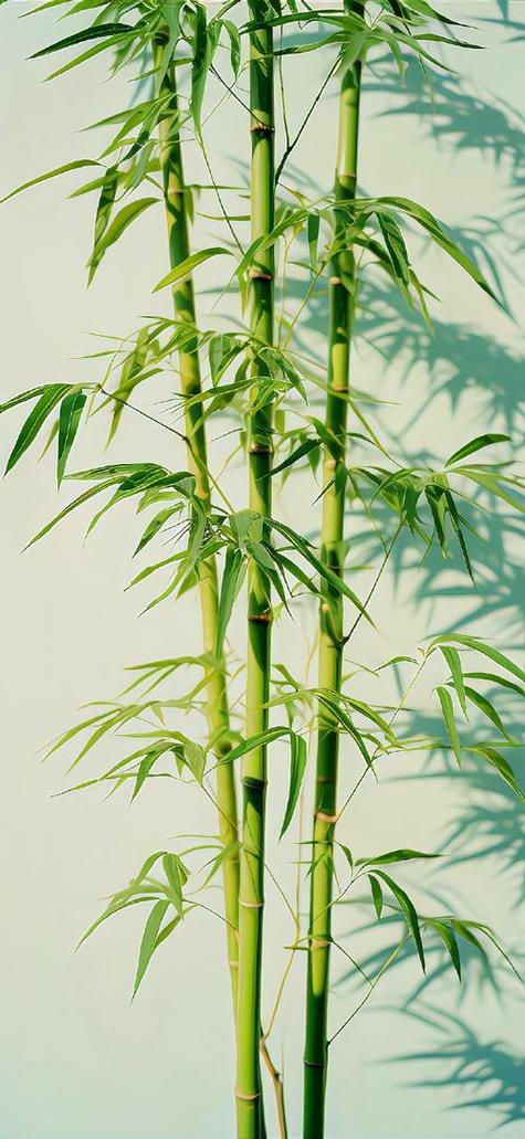 竹子的样子截图