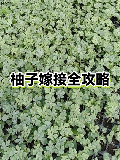 柚子嫁接多久成活
