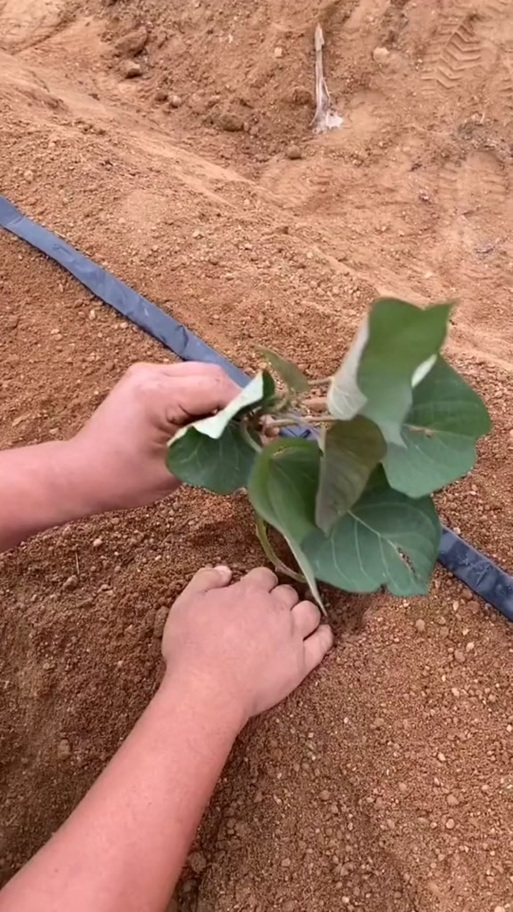 红薯的正确栽法视频截图