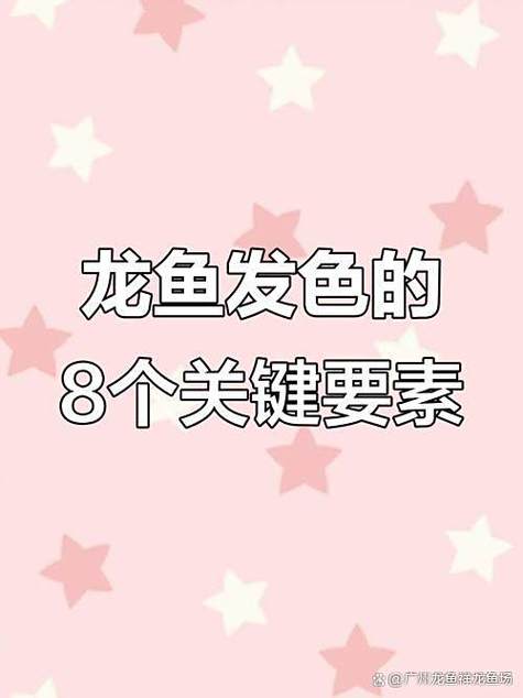 红龙好还是黑龙好