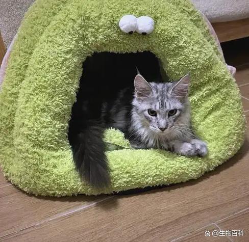 被富猫骗了最怕三个东西