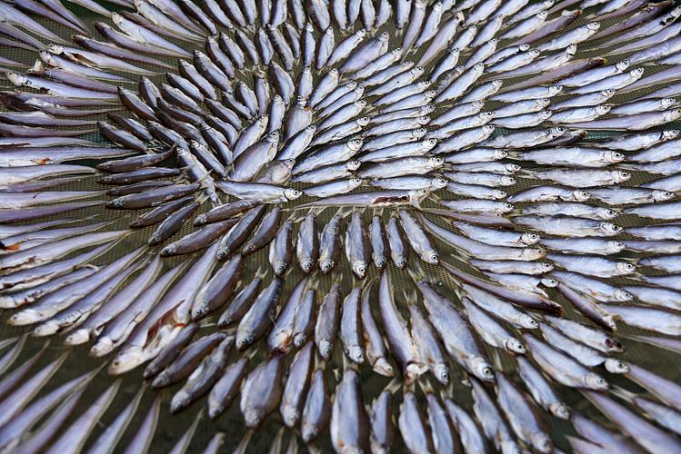晒鱼太阳晒还是阴晒好