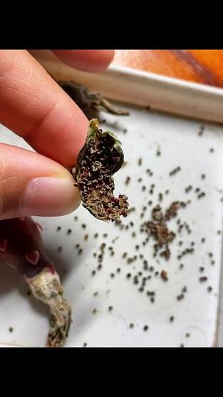 鸡皮疙瘩掉满地游戏