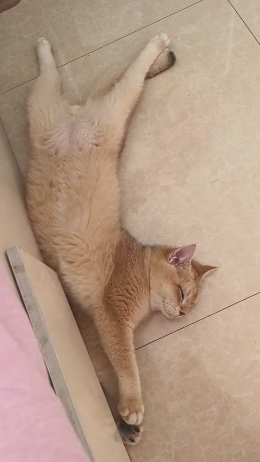 猫咪试看图标