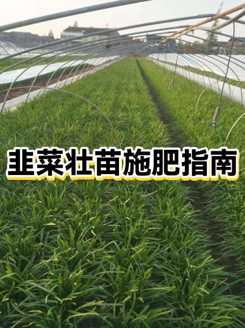 种韭菜用什么肥料最好缩略图
