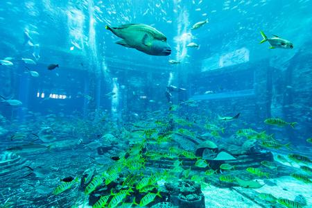 美丽水世界大型水族馆