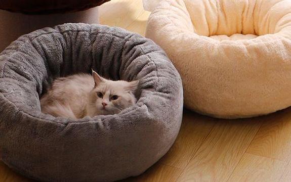 猫钻被窝会不会闷死缩略图