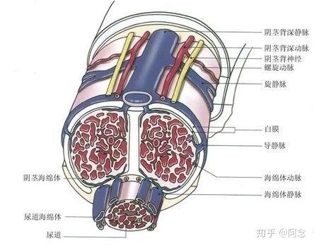 后脑勺有个凸起的骨头缩略图