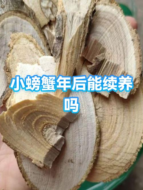 养螃蟹可以用纯净水吗缩略图