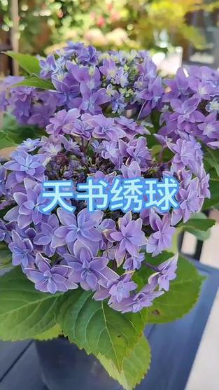绣球花介绍图标
