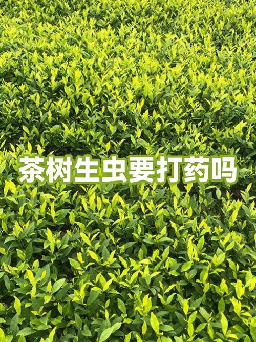小绿叶关闭最简单方法缩略图