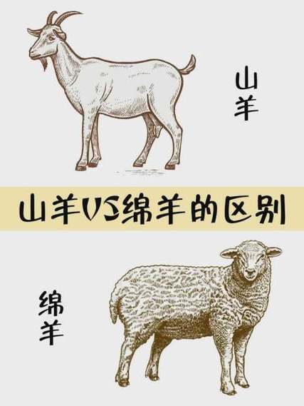 山羊跟羔羊哪个好吃