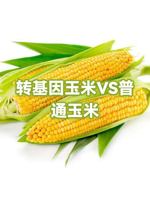 玉米转安卓版