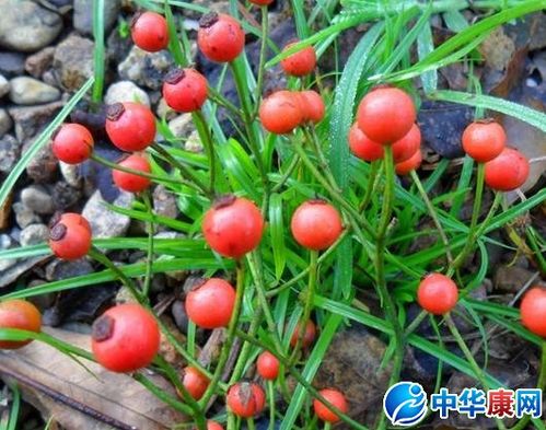 小金豆的功效与作用及禁忌截图