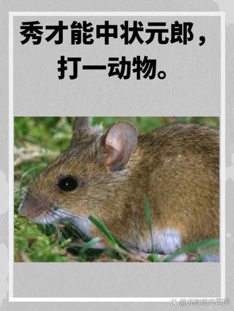 状元打一肖正确答案
