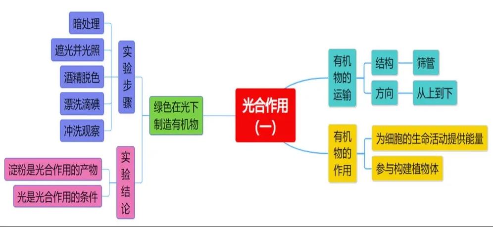 植物光合作用思维导图截图