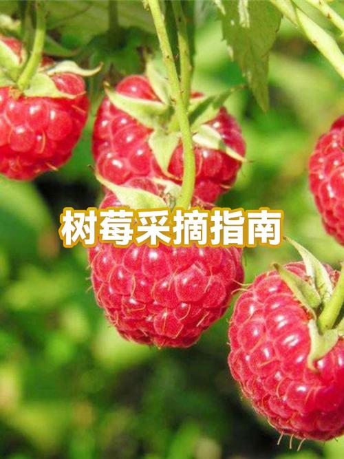 手机屏改树莓派显示器
