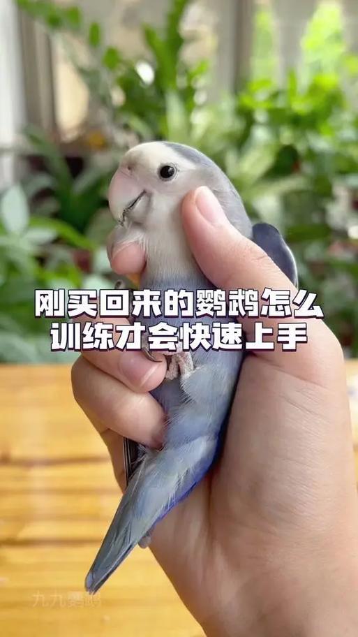 怎样让鹦鹉上手不乱飞