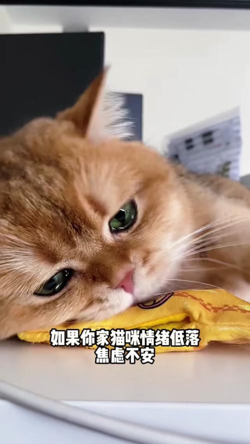 猫咪不吃猫粮怎么办缩略图