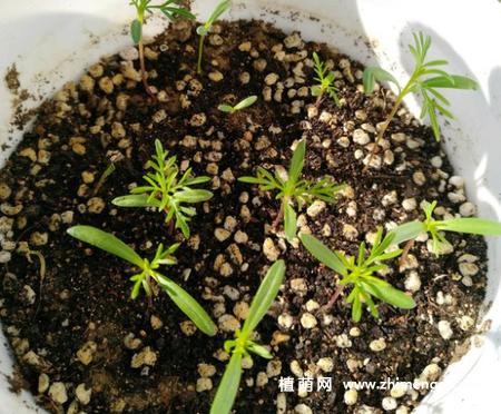 开荒种子推荐