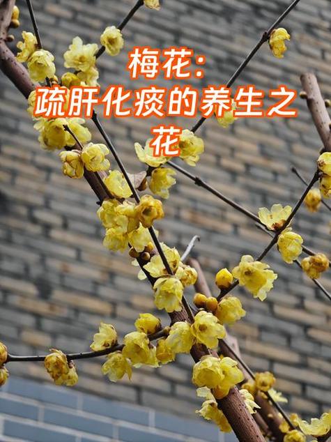 梅花的功效与作用截图