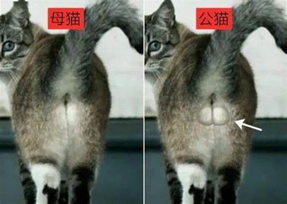 小猫公母分辨图截图