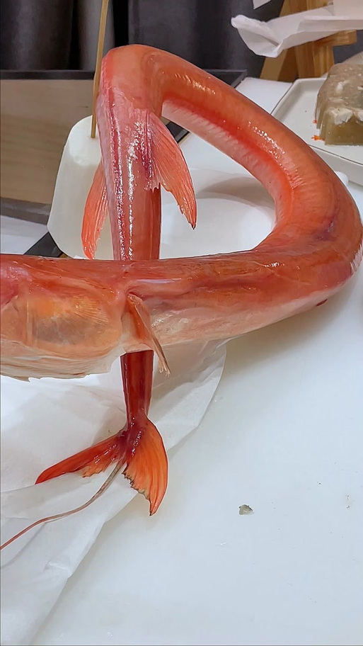 管鱼图片