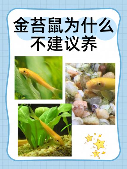 目前养什么鼠能赚钱