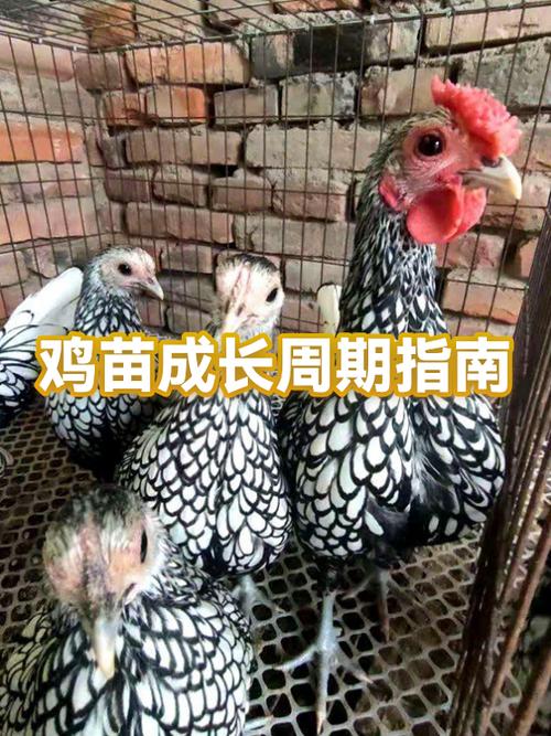 鸡吃什么长得快缩略图