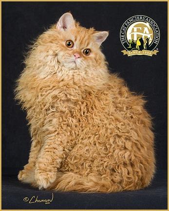 塞尔凯克卷毛猫价格