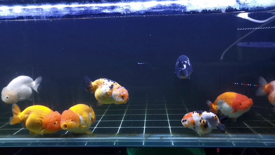 兰寿鱼一年产几次卵